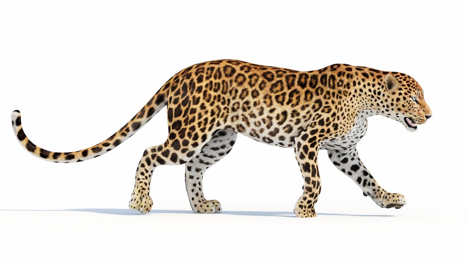 Animated Sri Lankan Leopard 3D Model 360° view 5 frame 27