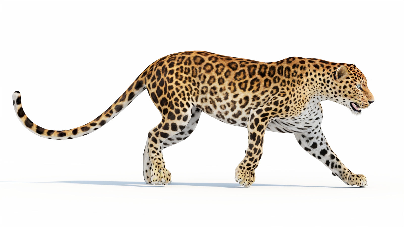 Animated Sri Lankan Leopard 3D Model 360° view 5 frame 31