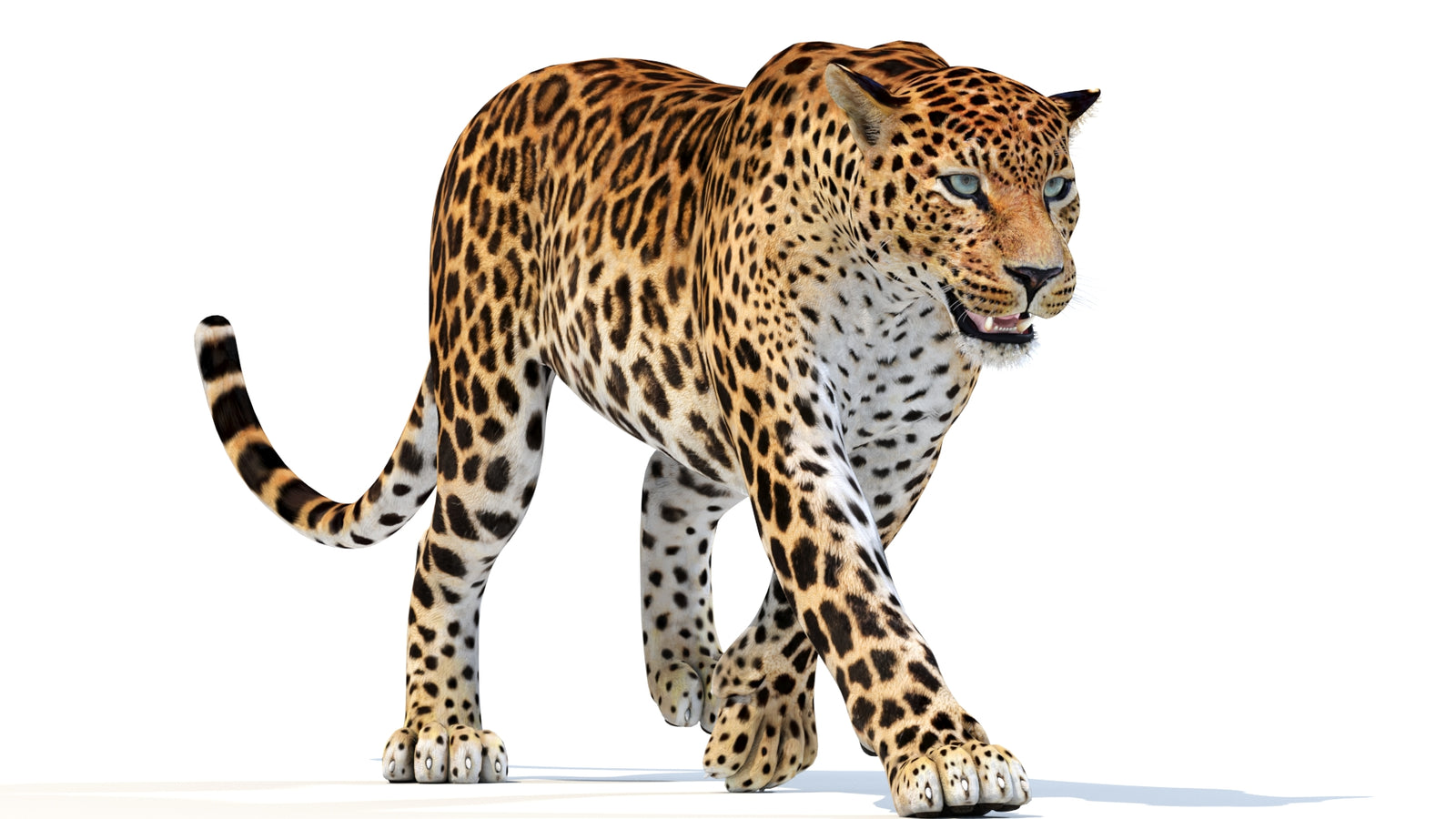 Animated Sri Lankan Leopard 3D Model 360° view 3 frame 10