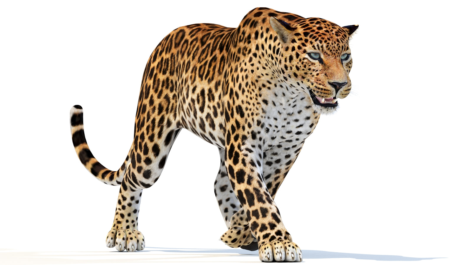Animated Sri Lankan Leopard 3D Model 360° view 3 frame 16