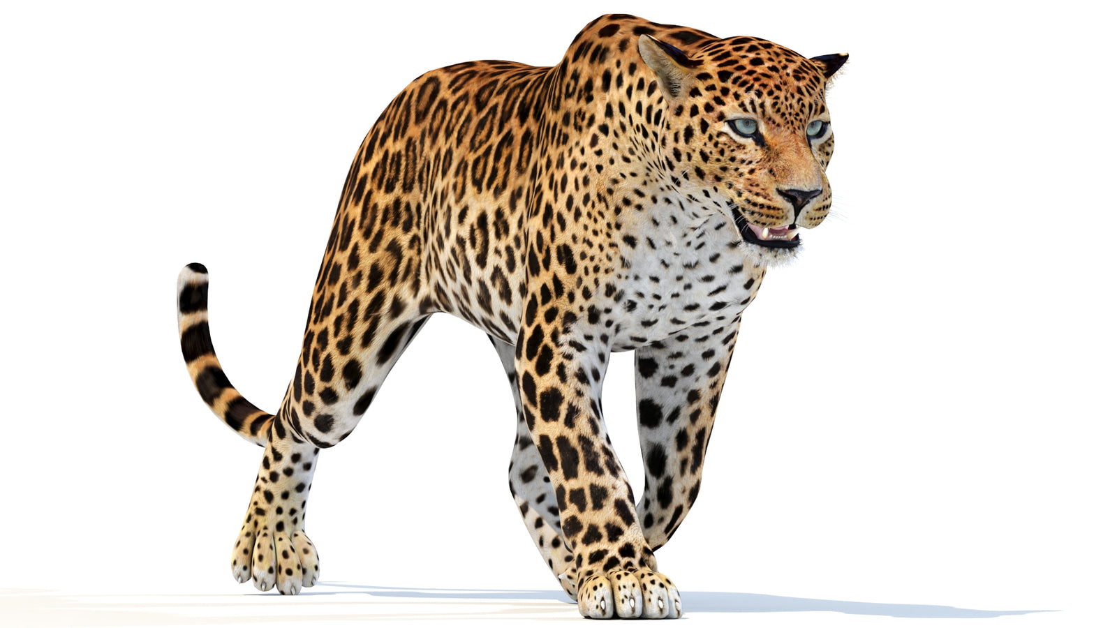 Animated Sri Lankan Leopard 3D Model 360° view 3 frame 19