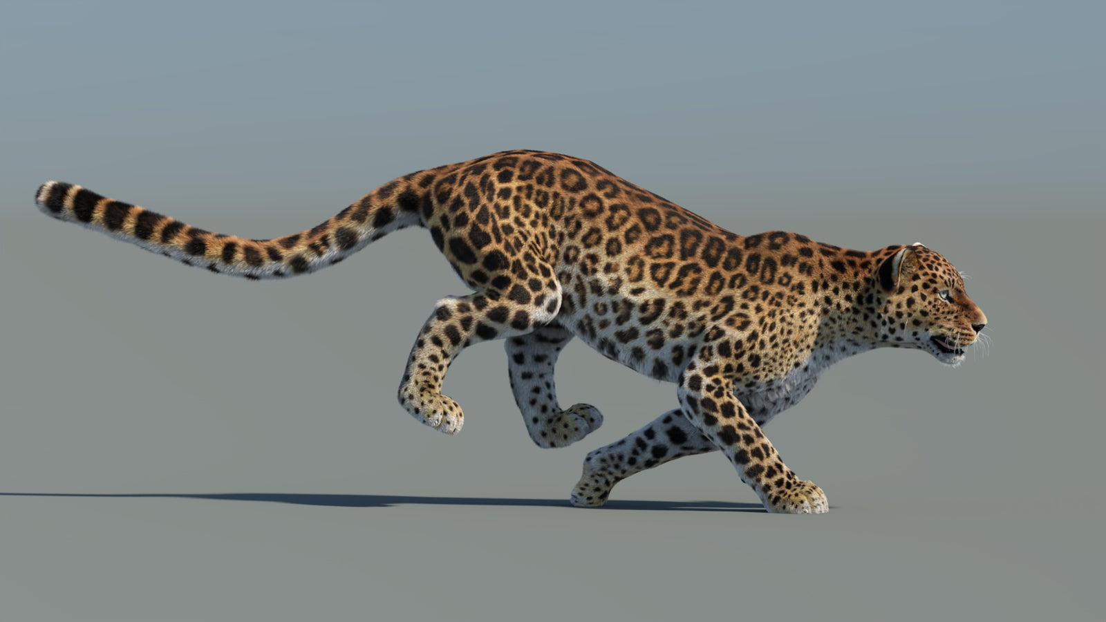 Animated Sri Lankan Leopard 3D Model Fur 360° view 5 frame 4