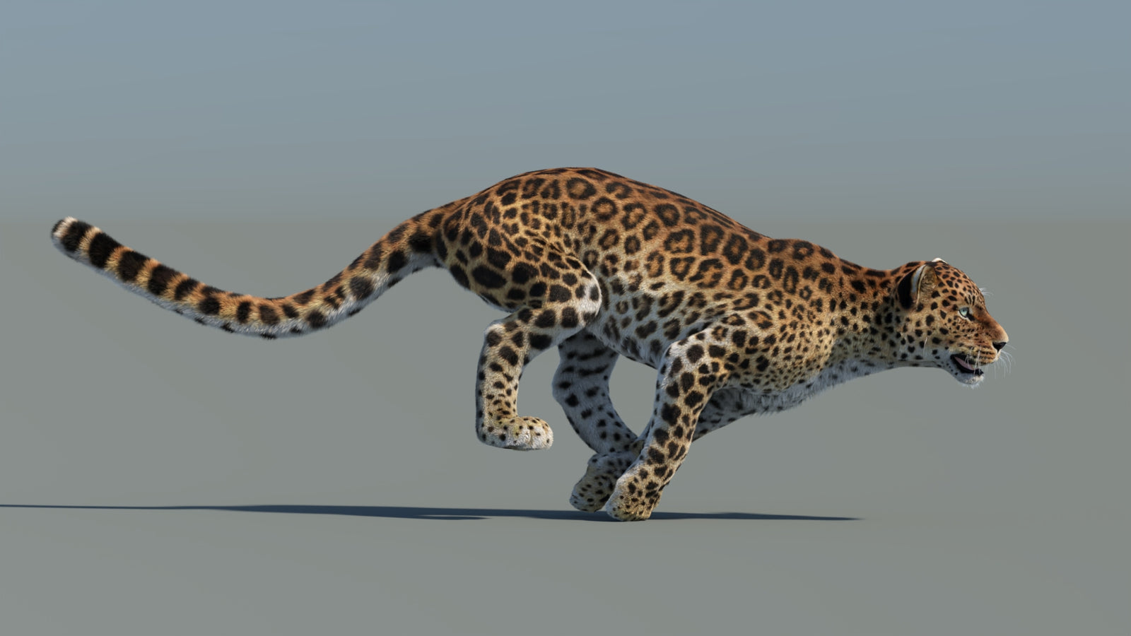 Animated Sri Lankan Leopard 3D Model Fur 360° view 5 frame 5