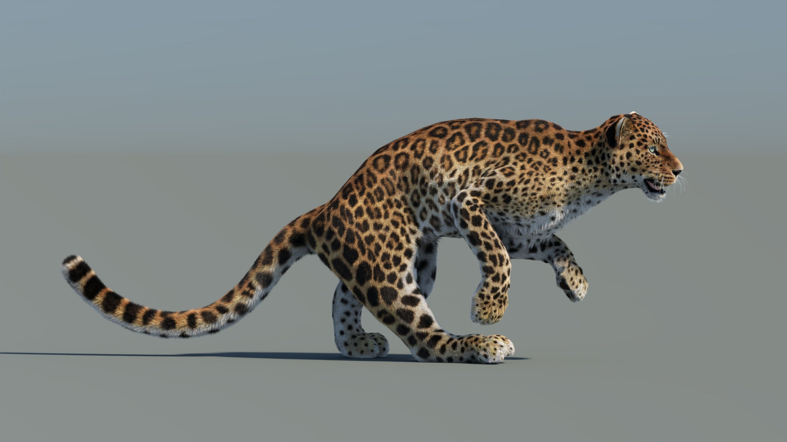 Animated Sri Lankan Leopard 3D Model Fur 360° view 5 frame 9