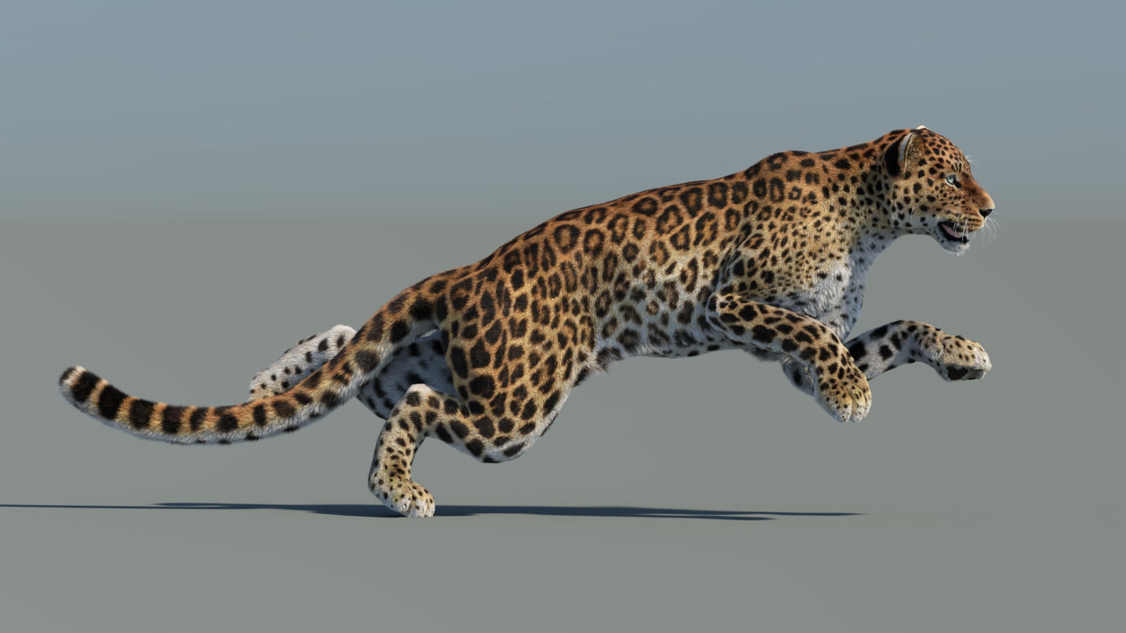 Animated Sri Lankan Leopard 3D Model Fur 360° view 5 frame 11