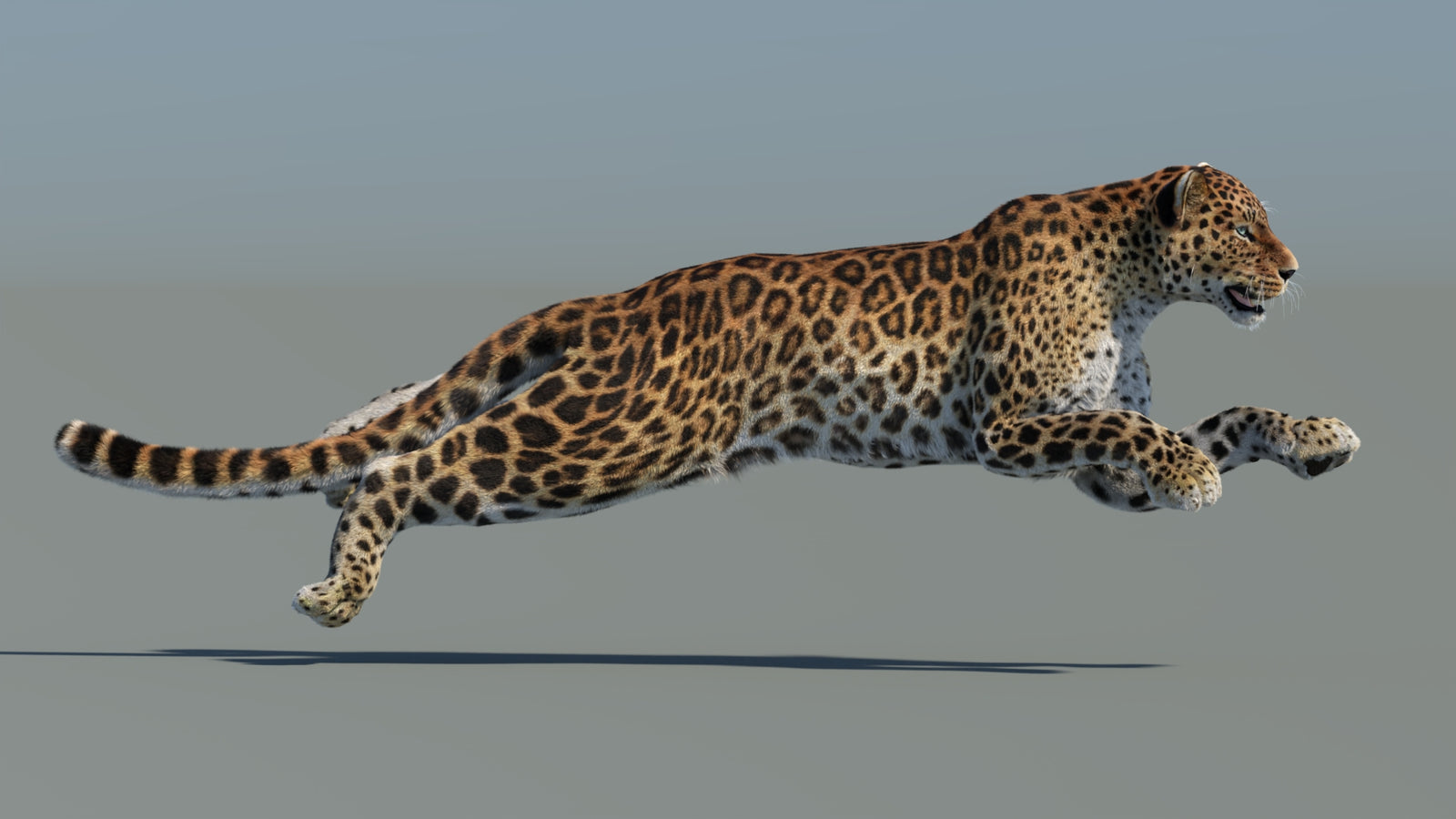 Animated Sri Lankan Leopard 3D Model Fur 360° view 5 frame 12