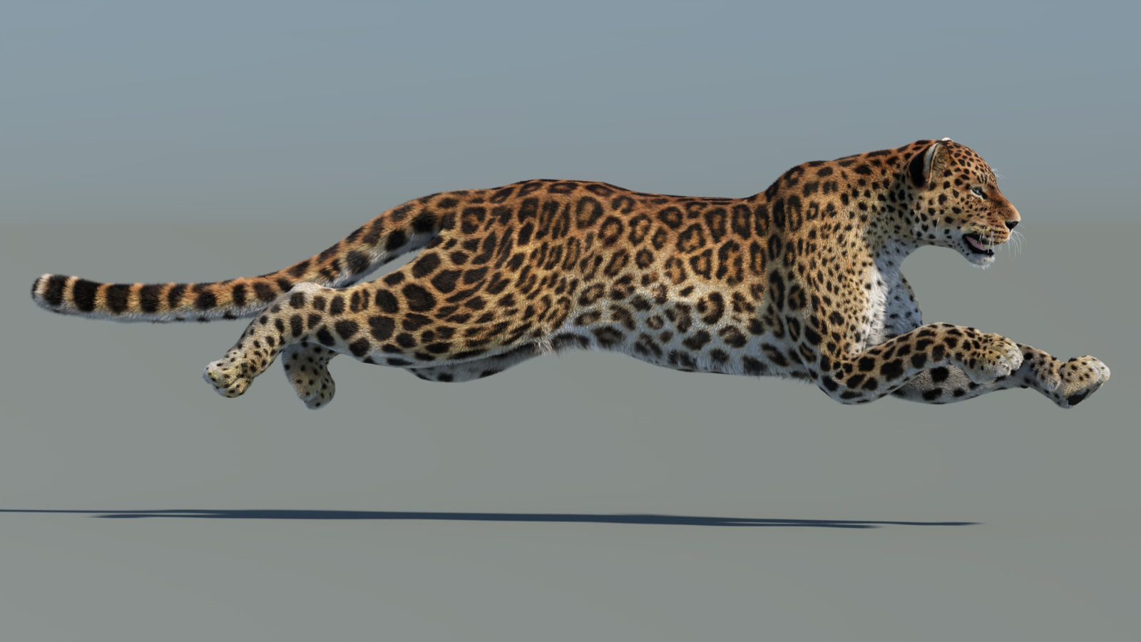 Animated Sri Lankan Leopard 3D Model Fur 360° view 5 frame 13