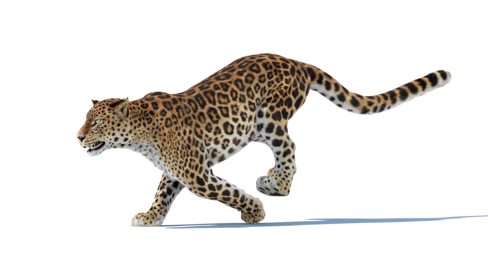 Animated Sri Lankan Leopard 3D Model Fur 360° view 6 frame 4