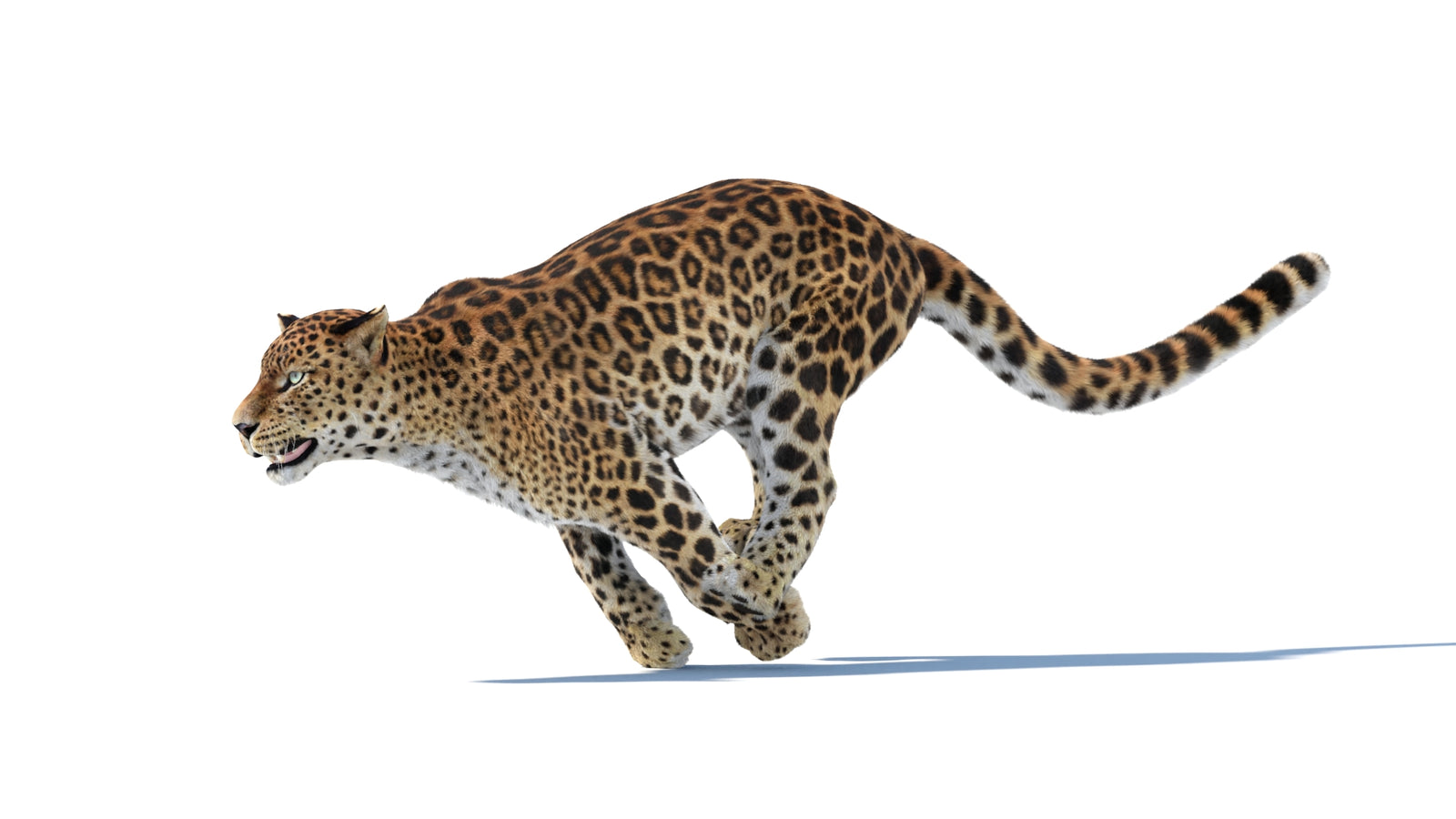Animated Sri Lankan Leopard 3D Model Fur 360° view 6 frame 5