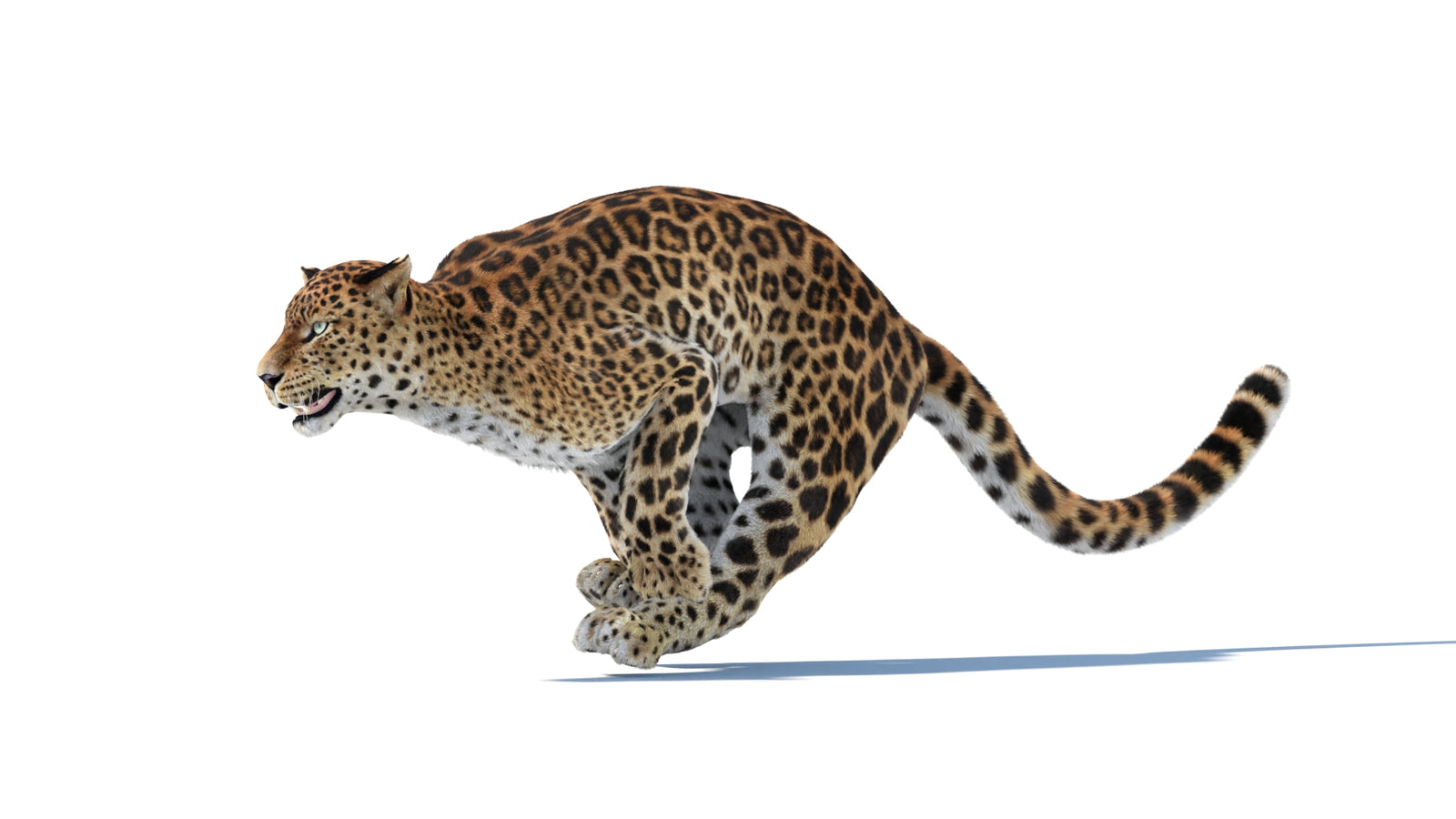 Animated Sri Lankan Leopard 3D Model Fur 360° view 6 frame 7