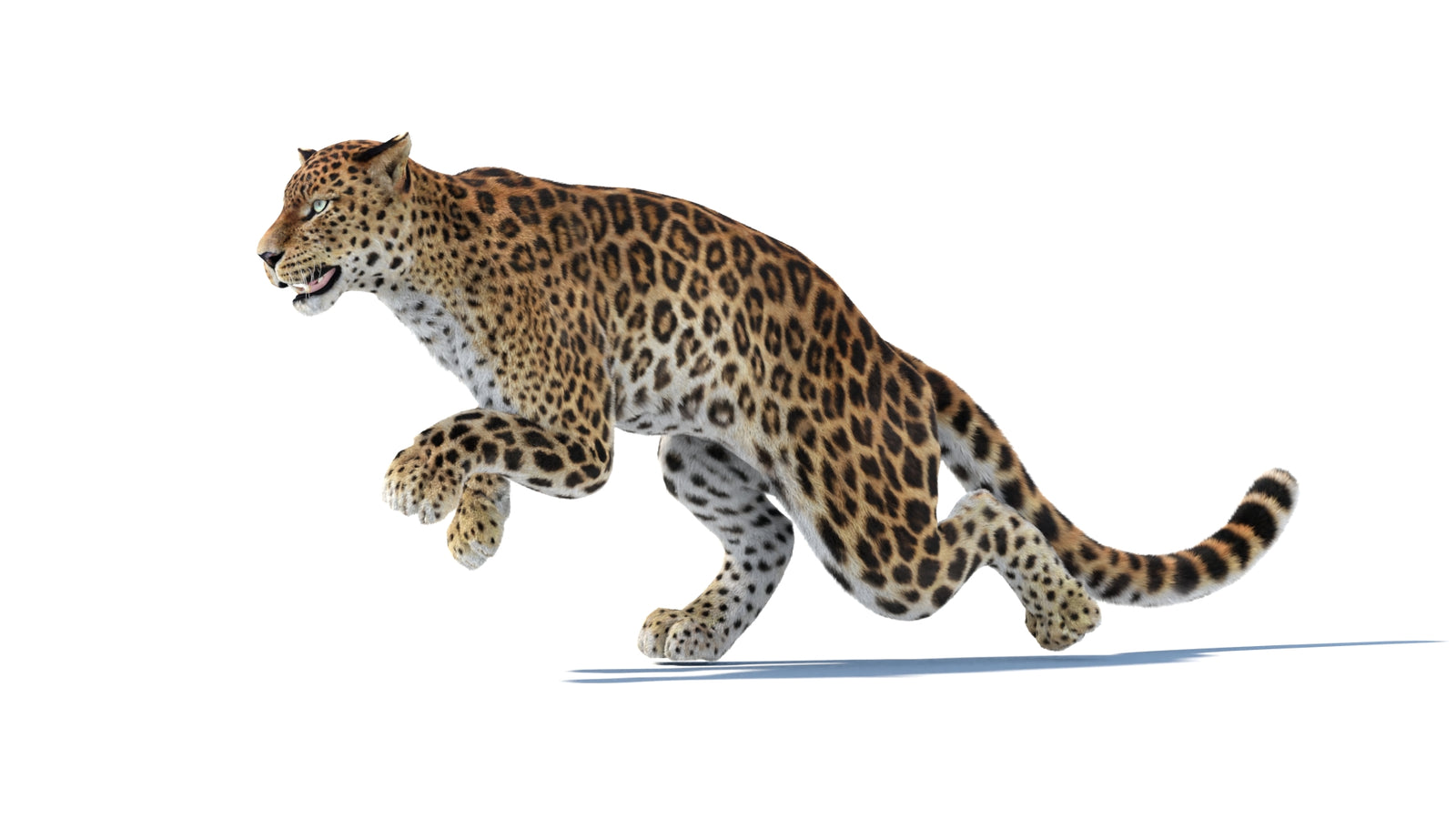 Animated Sri Lankan Leopard 3D Model Fur 360° view 6 frame 10