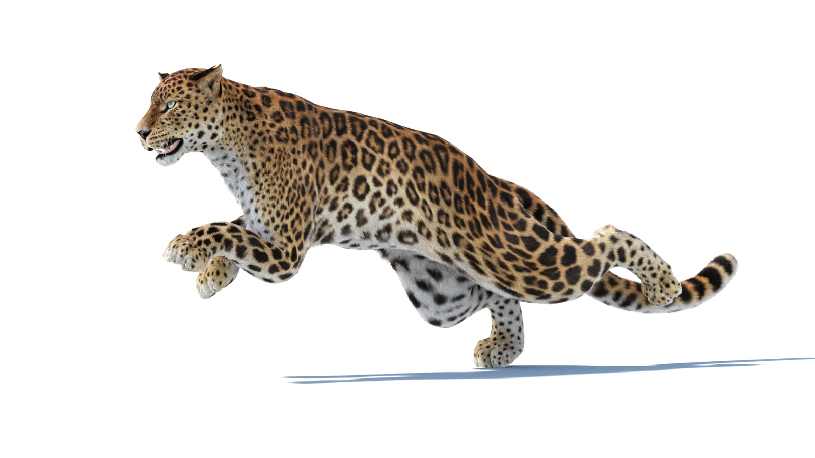 Animated Sri Lankan Leopard 3D Model Fur 360° view 6 frame 11