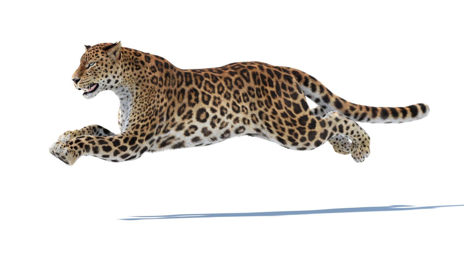 Animated Sri Lankan Leopard 3D Model Fur 360° view 6 frame 13