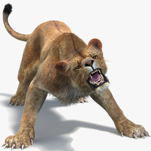 Animated Lioness Fur 3D Model Two Colors
