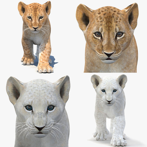 Animated Lion Cub 3D Model Bundle – Natural & White