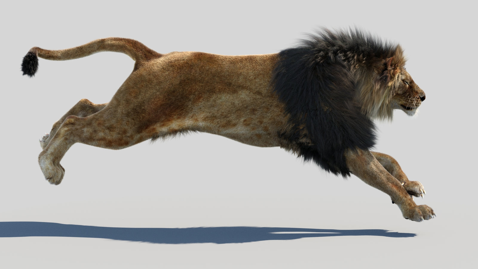 Animated Lion 3D Model Fur 360° view 4 frame 2