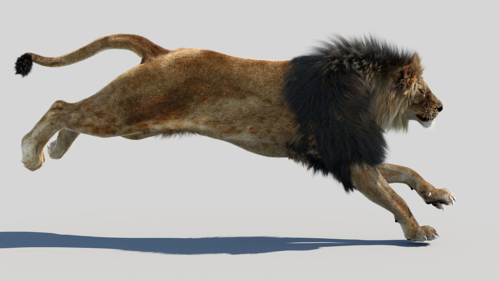 Animated Lion 3D Model Fur 360° view 4 frame 3