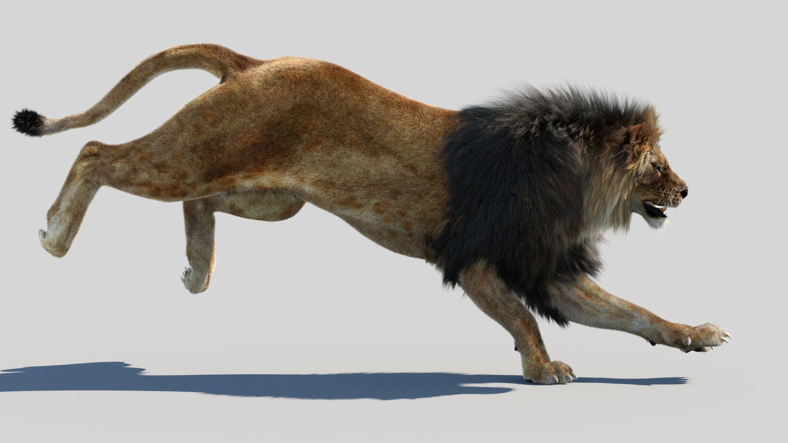 Animated Lion 3D Model Fur 360° view 4 frame 6