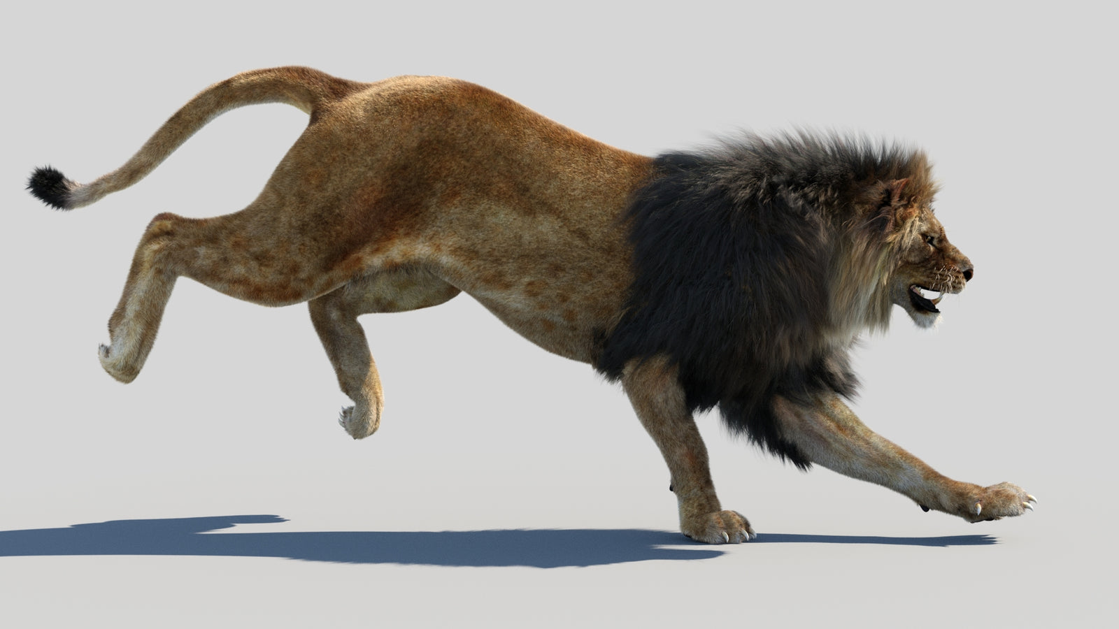 Animated Lion 3D Model Fur 360° view 4 frame 7