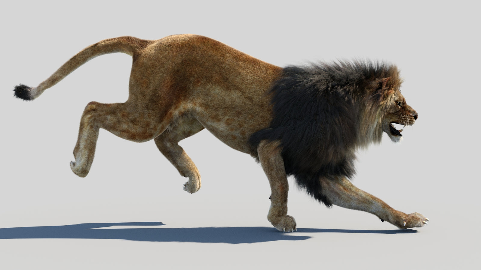 Animated Lion 3D Model Fur 360° view 4 frame 8