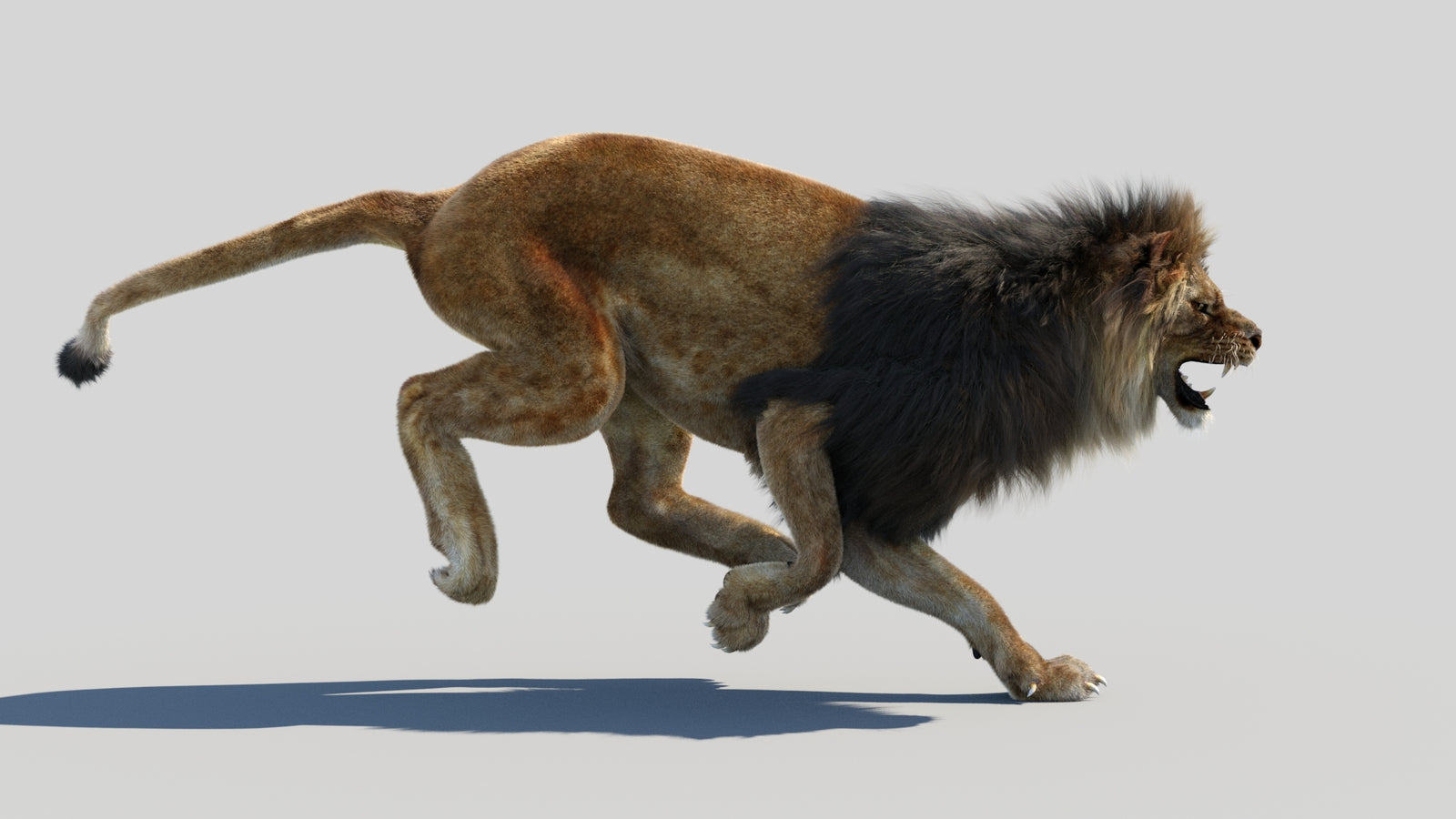 Animated Lion 3D Model Fur 360° view 4 frame 10
