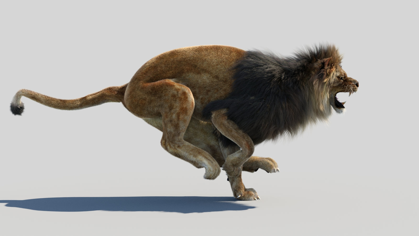 Animated Lion 3D Model Fur 360° view 4 frame 13