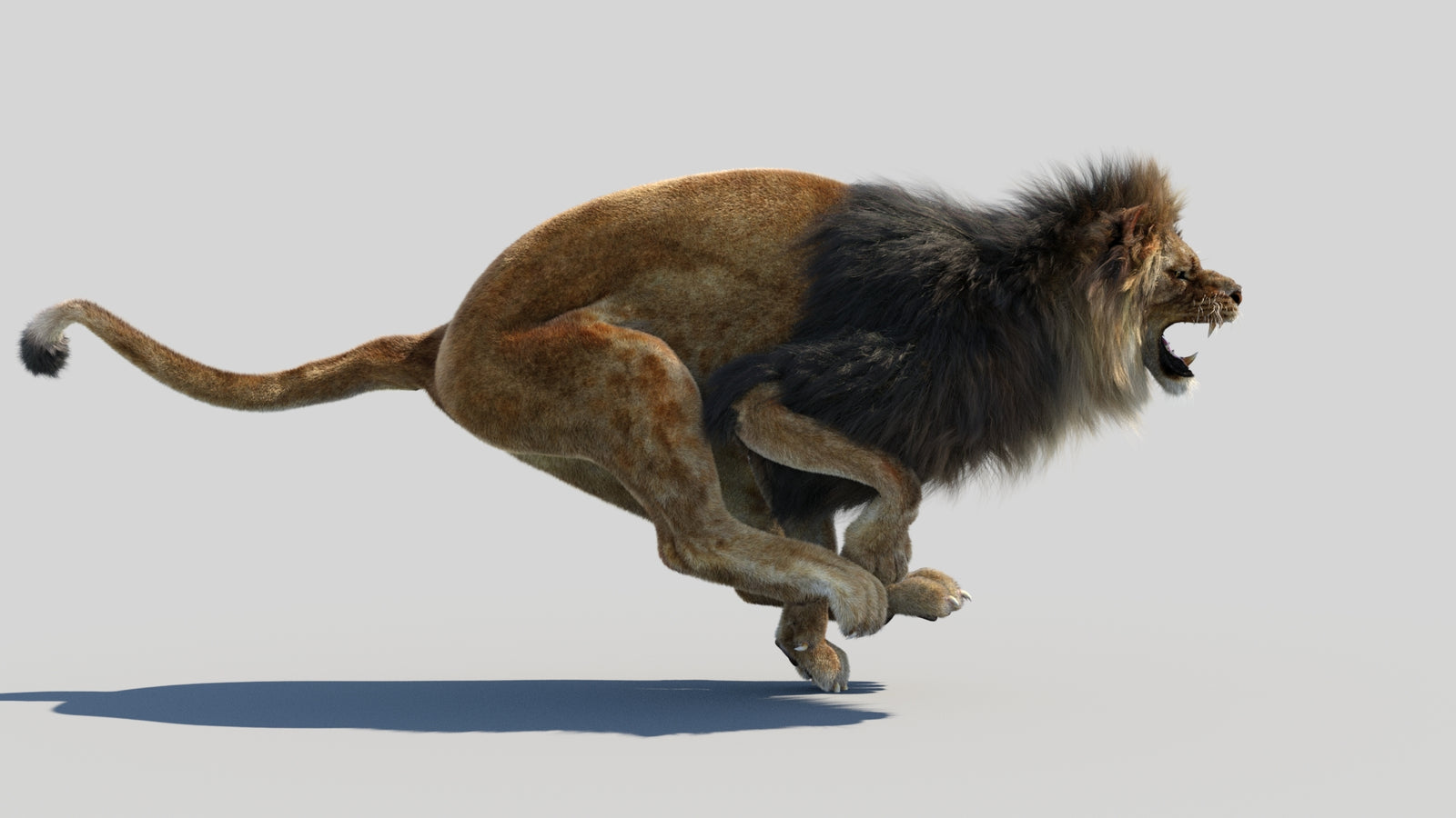 Animated Lion 3D Model Fur 360° view 4 frame 15
