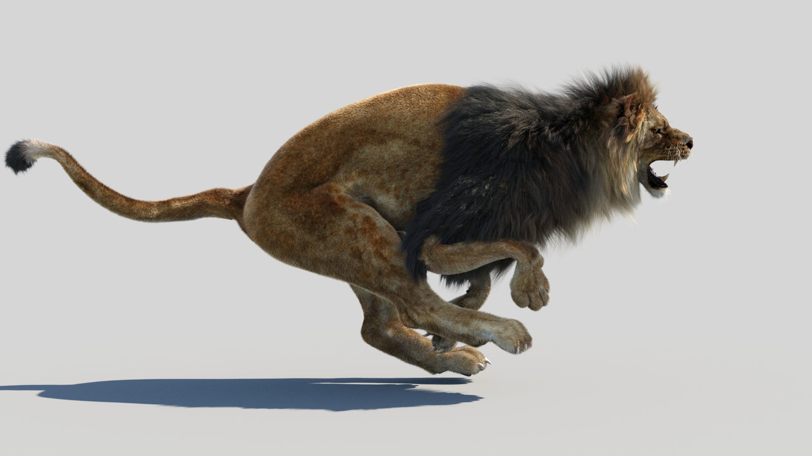 Animated Lion 3D Model Fur 360° view 4 frame 17