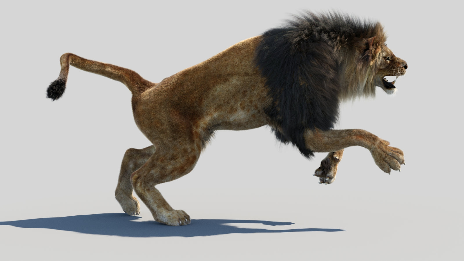 Animated Lion 3D Model Fur 360° view 4 frame 23