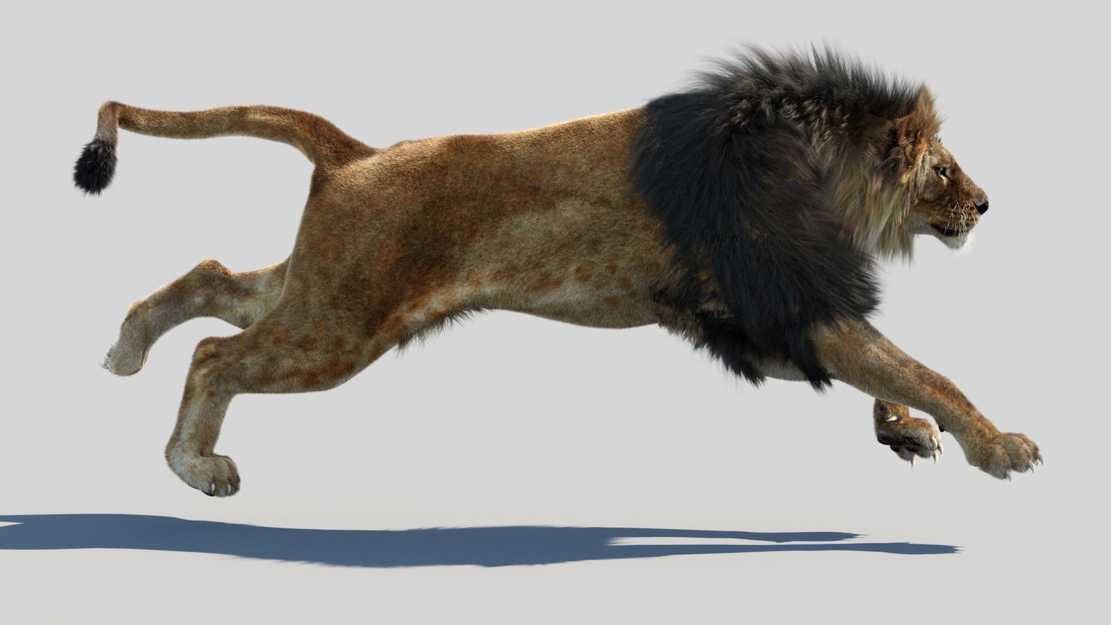 Animated Lion 3D Model Fur 360° view 4 frame 27