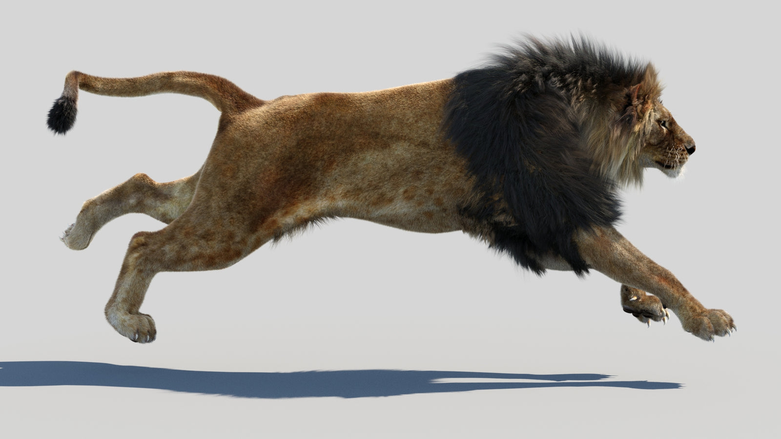 Animated Lion 3D Model Fur 360° view 4 frame 28