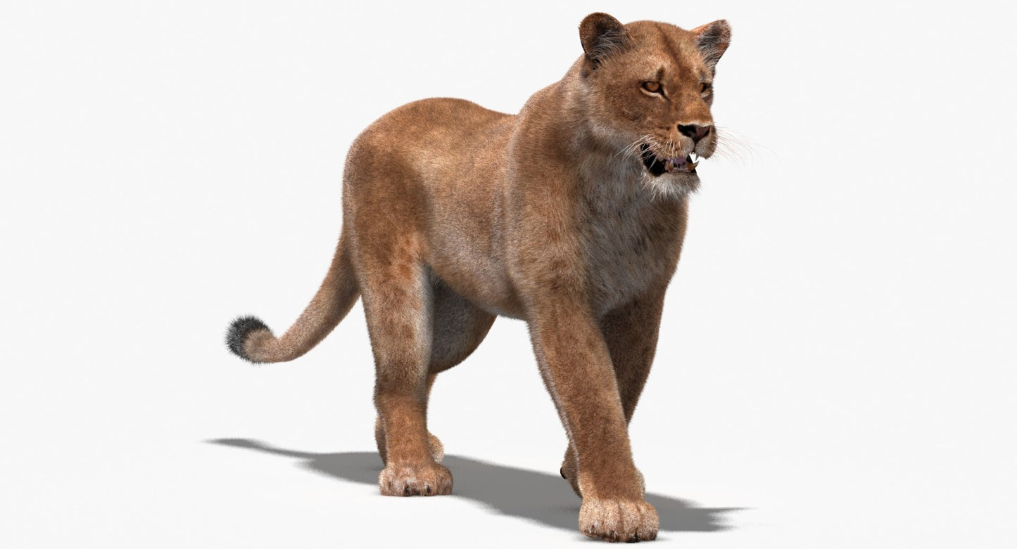 Lioness 3D Model Fur Animated