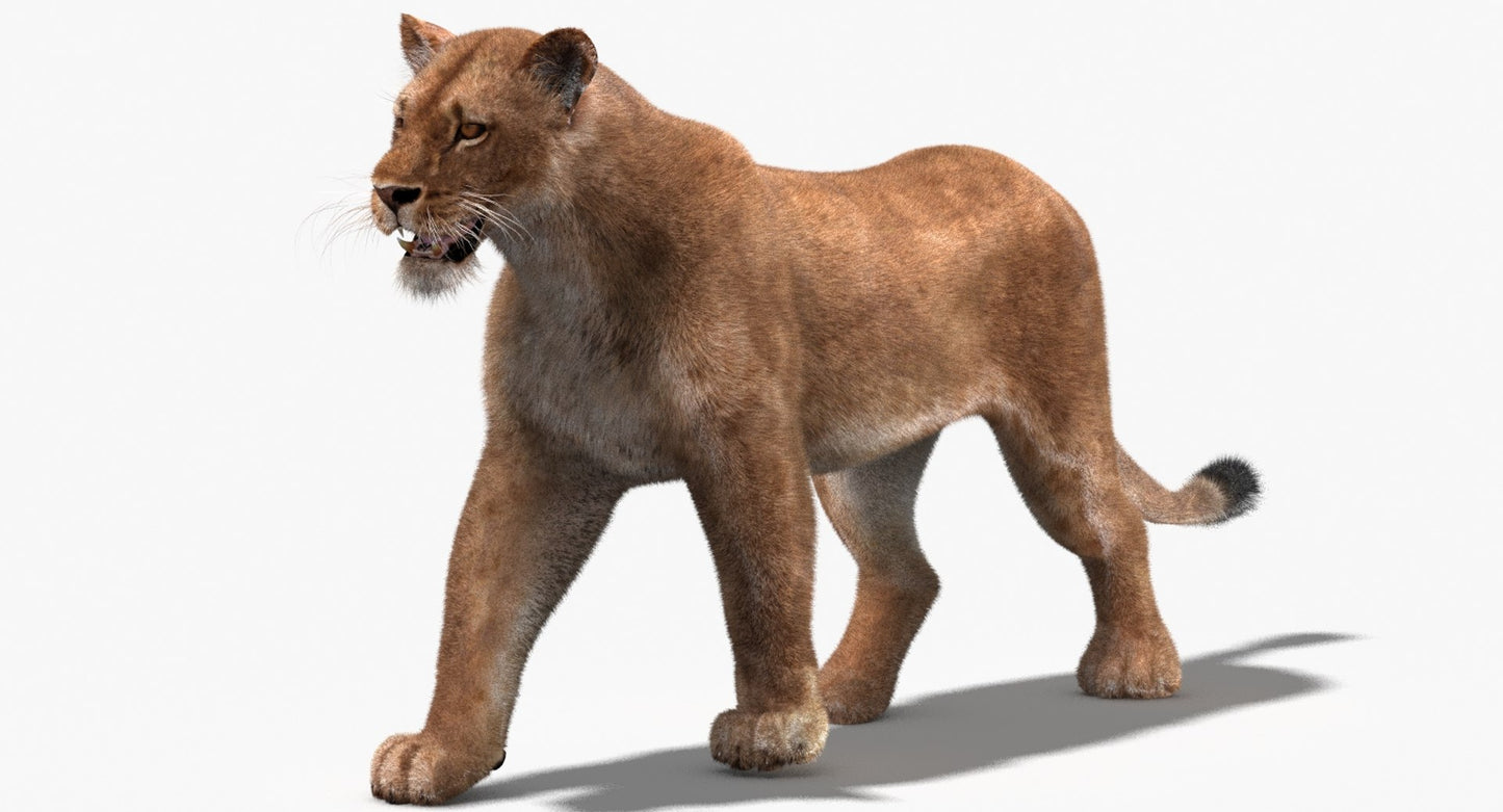 Lioness 3D Model Fur Animated