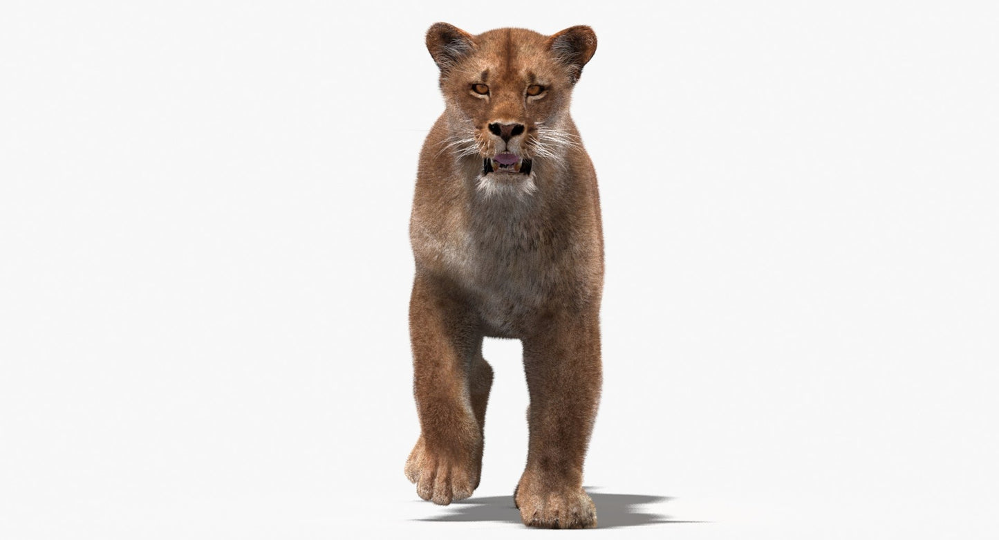 Lioness 3D Model Fur Animated