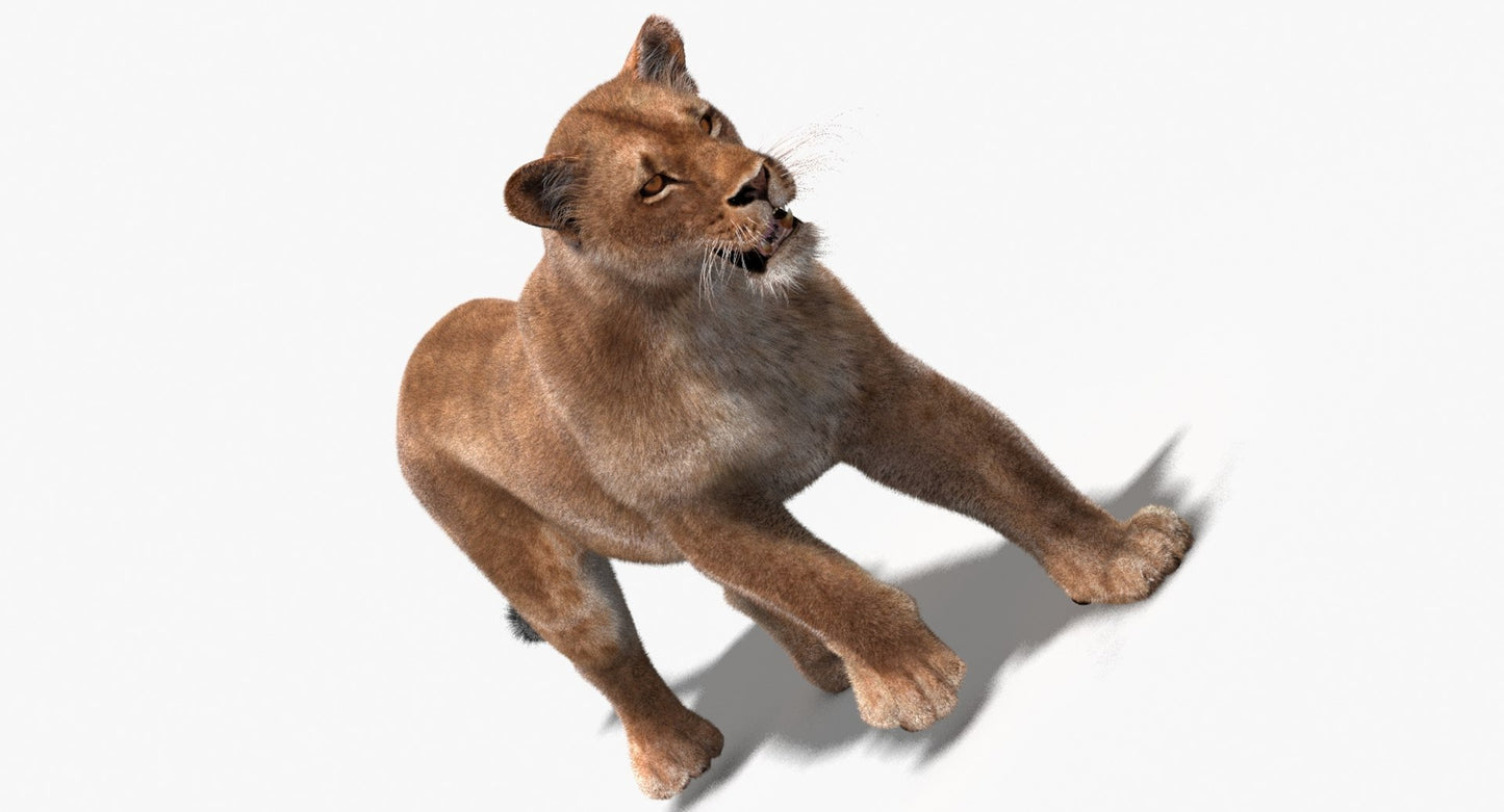 Lioness 3D Model Fur Animated