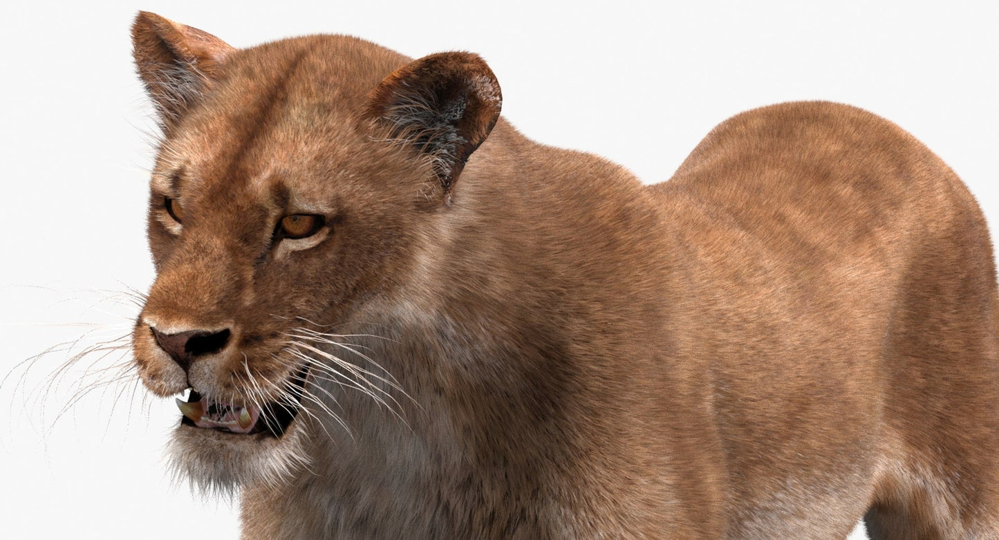 Lioness 3D Model Fur Animated