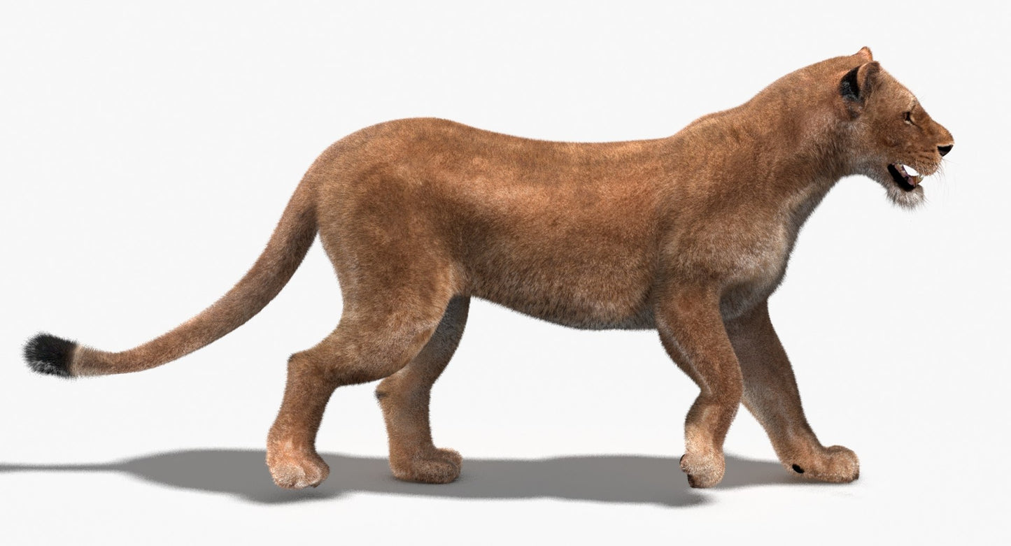 Lioness 3D Model Fur Animated