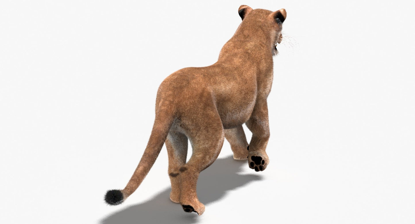 Lioness 3D Model Fur Animated