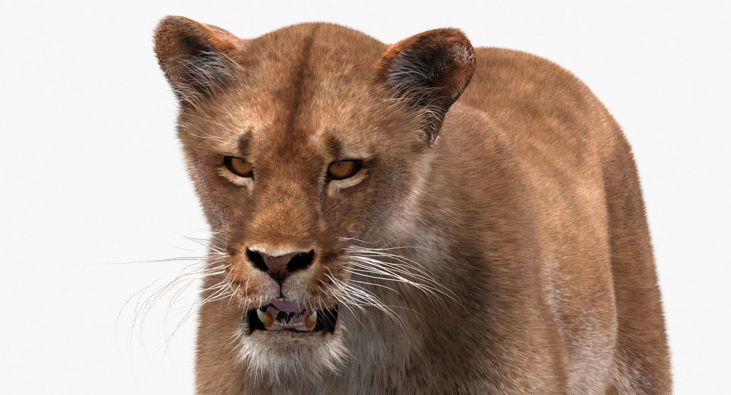 Lioness 3D Model Fur Animated