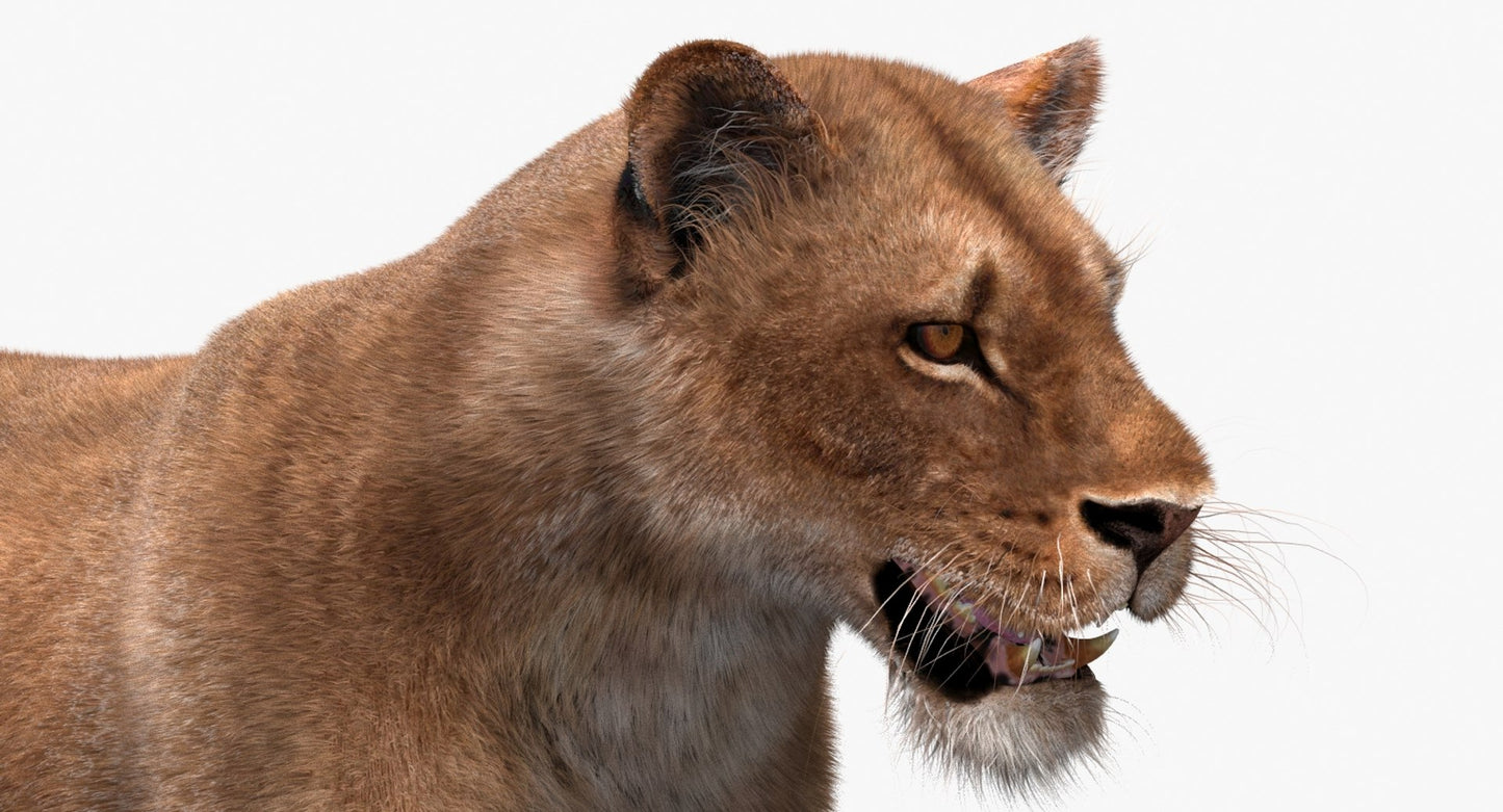 Lioness 3D Model Fur Animated