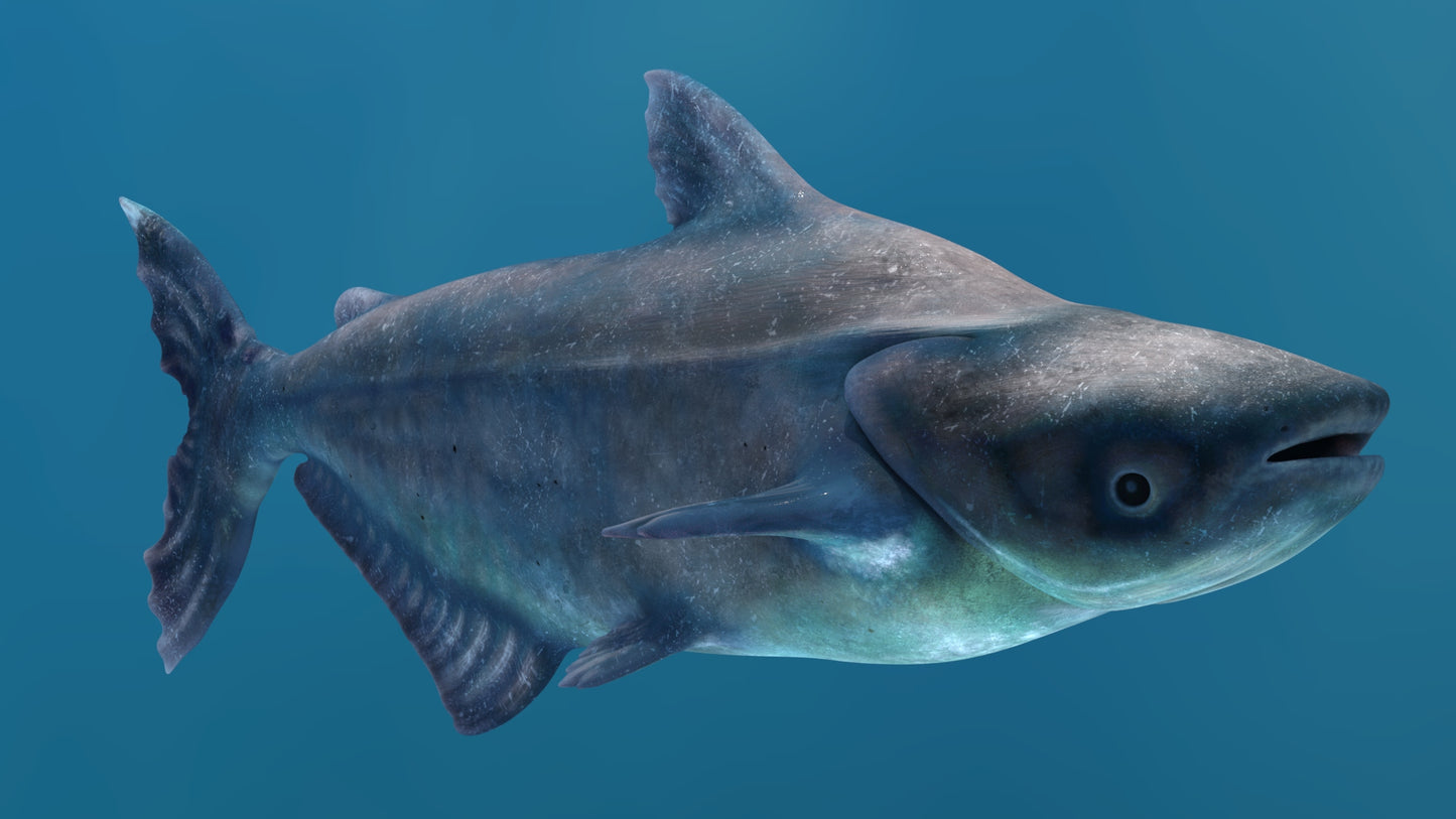 Animated Mekong Giant Catfish 3D Model