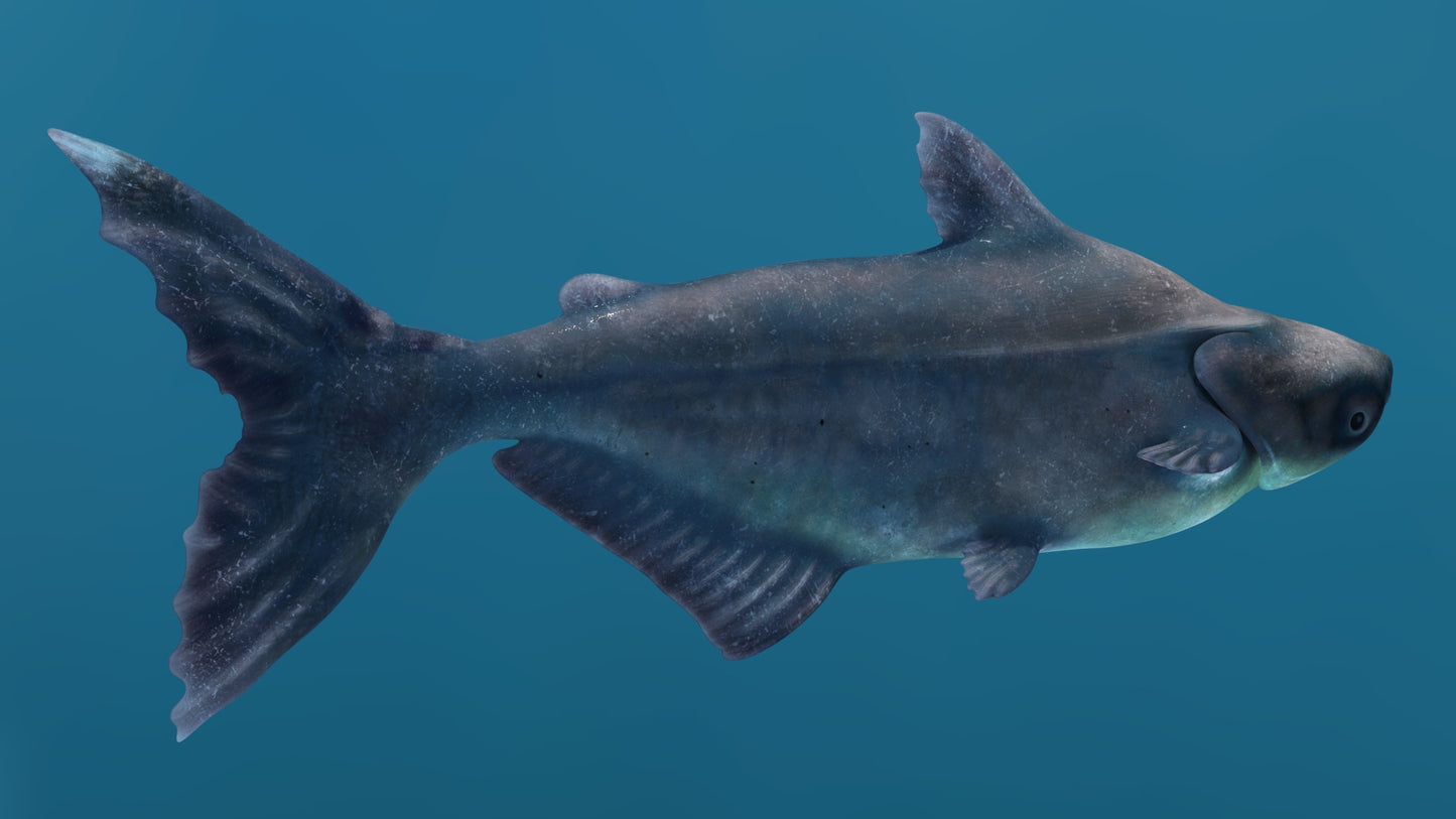 Animated Mekong Giant Catfish 3D Model