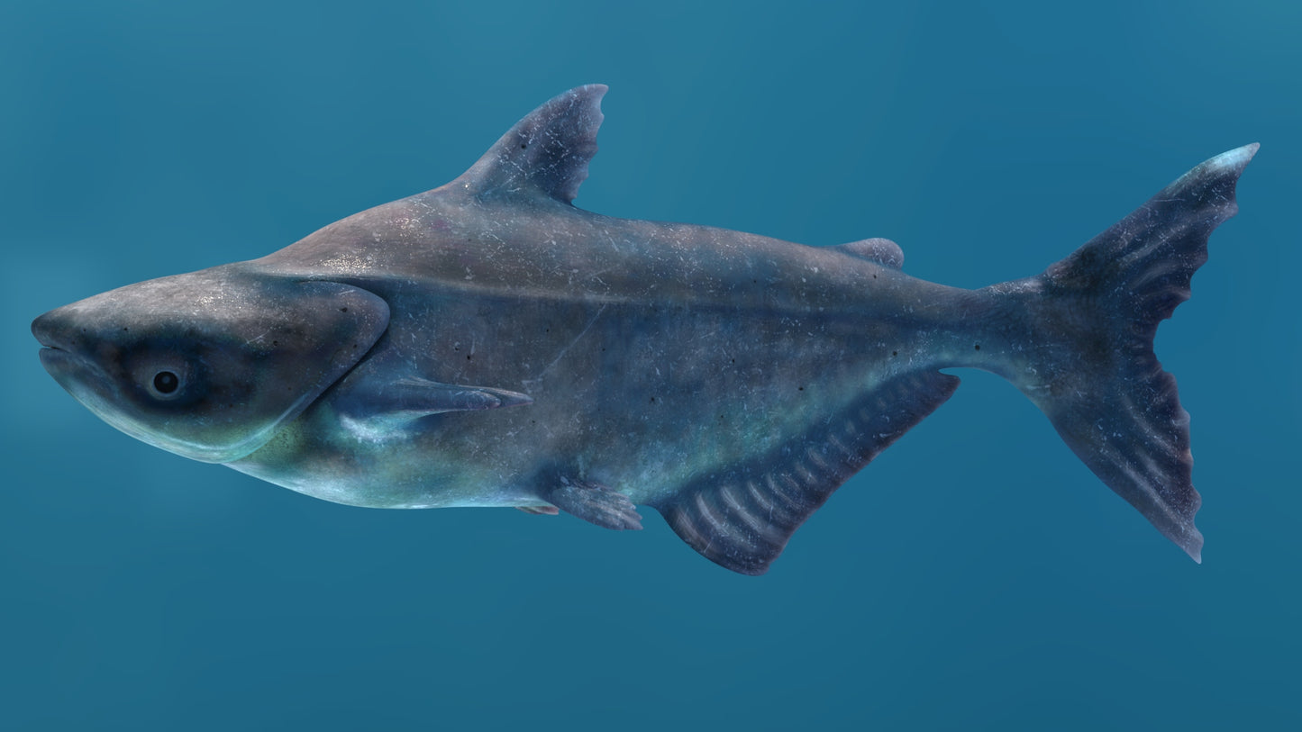 Animated Mekong Giant Catfish 3D Model