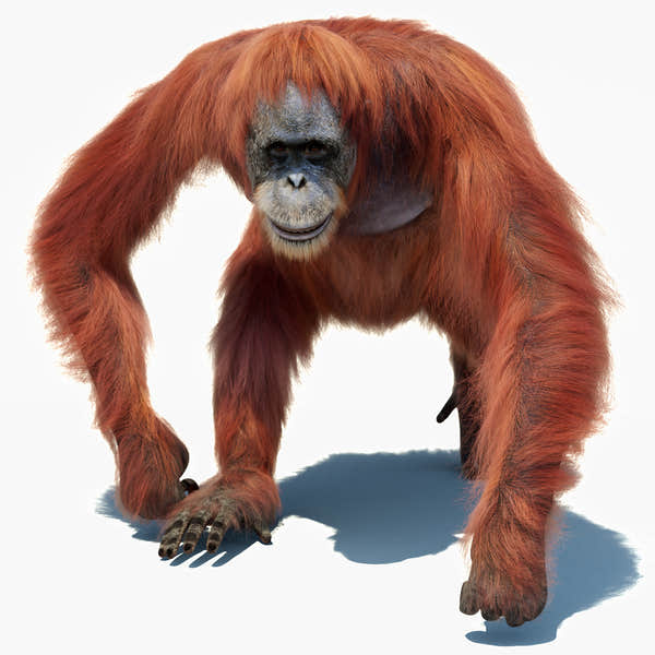 Orangutan 3D Model Animated Fur