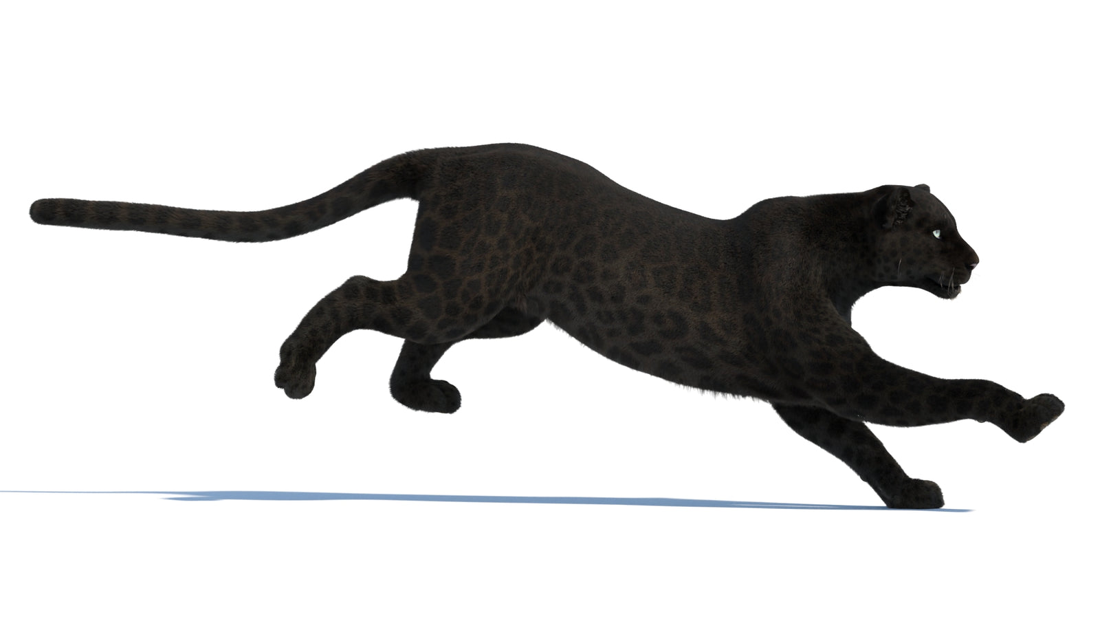 Animated Black Panther Animal 3D Model with Fur 360° view 3 frame 2