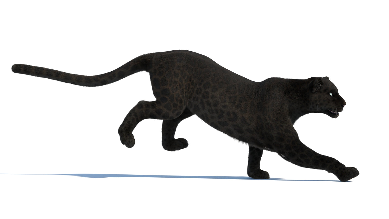 Animated Black Panther Animal 3D Model with Fur 360° view 3 frame 3