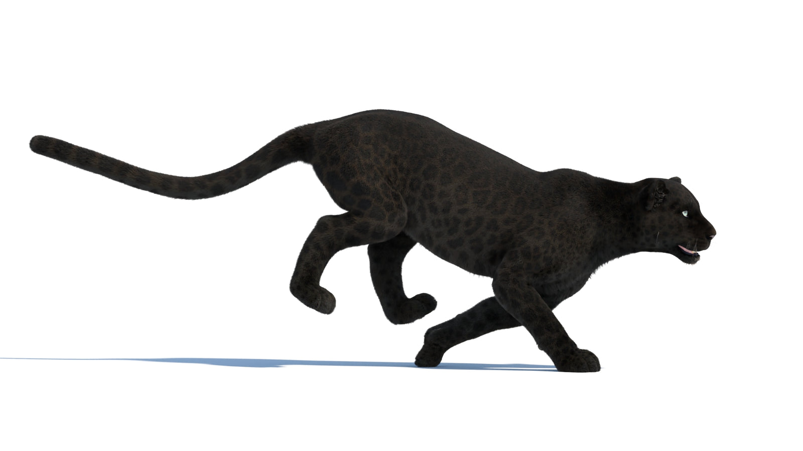 Animated Black Panther Animal 3D Model with Fur 360° view 3 frame 4