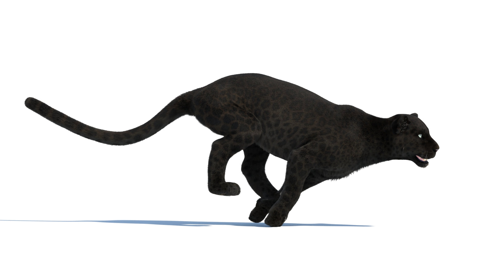 Animated Black Panther Animal 3D Model with Fur 360° view 3 frame 5