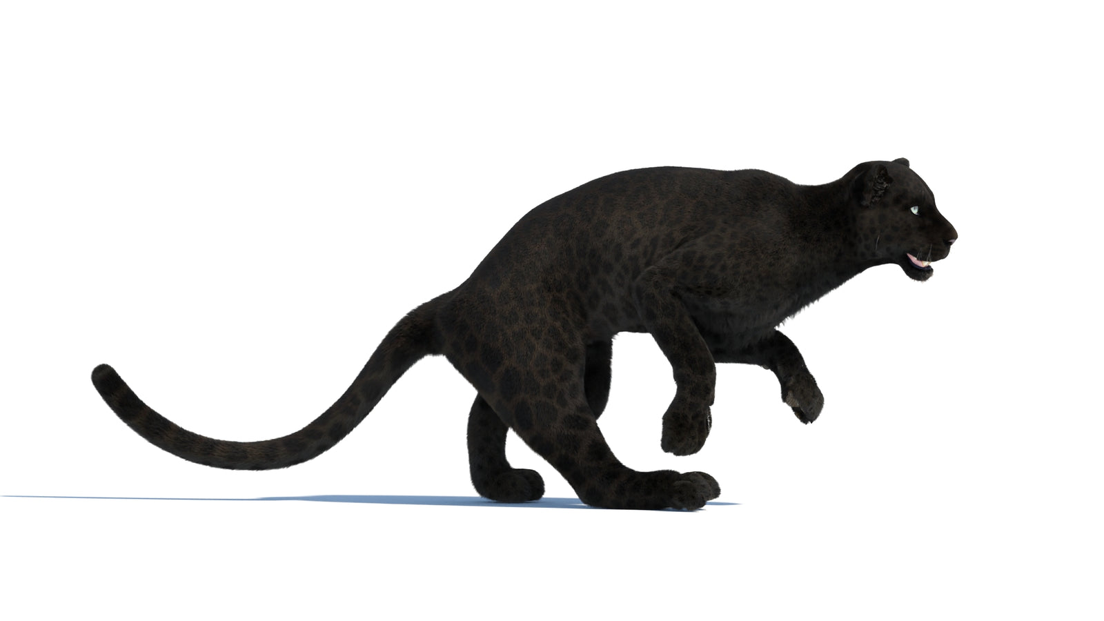 Animated Black Panther Animal 3D Model with Fur 360° view 3 frame 9