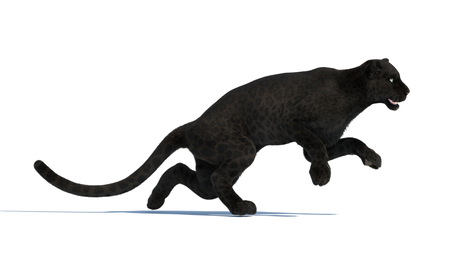 Animated Black Panther Animal 3D Model with Fur 360° view 3 frame 10